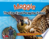 Maggie_the_one-eyed_peregrine_falcon