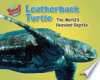 Leatherback_turtle
