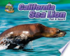 California_sea_lion