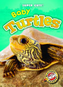 Baby_turtles