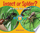 Insect_or_spider_