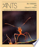 The_ants